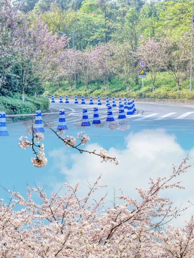 重慶周邊的這 10 個地方，藏著超美的花花世界！