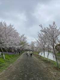 上海海灣國家森林公園四月櫻花季