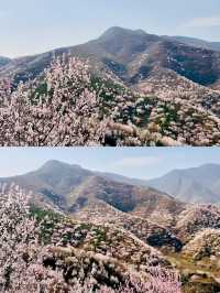 北京看十里桃花