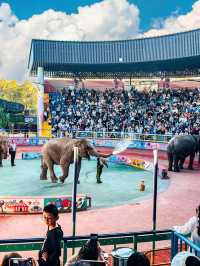 上海野生動物園一日遊｜保姆級遊玩攻略