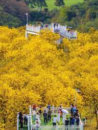 南寧｜青秀山風鈴谷滿山遍野的花都盛開了