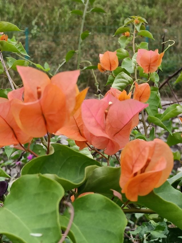 迷人的東方小桂林