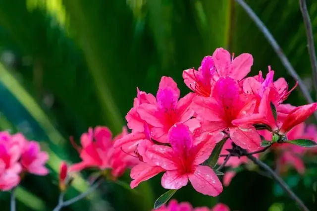 Stunning beauty! Enjoy the azaleas on the weekend!