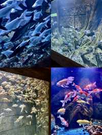 沈陽海底世界 水族館 海藍星夢幻城