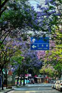 國華街上藍花楹