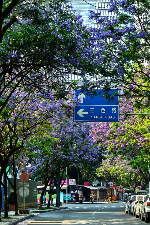國華街上藍花楹