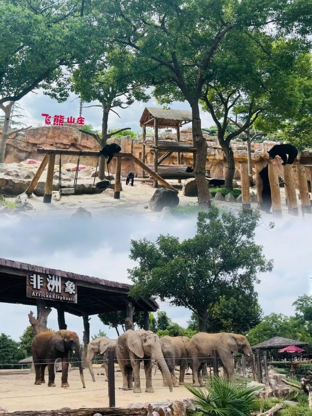上海野生動物園超實用攻略 上海野生動物園超實用攻略
