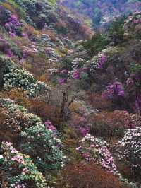 沙溪｜高山杜鹃，秘境中的花團綻放和古鎮裡的樹屋