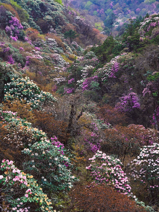 沙溪｜高山杜鹃，秘境中的花團綻放和古鎮裡的樹屋