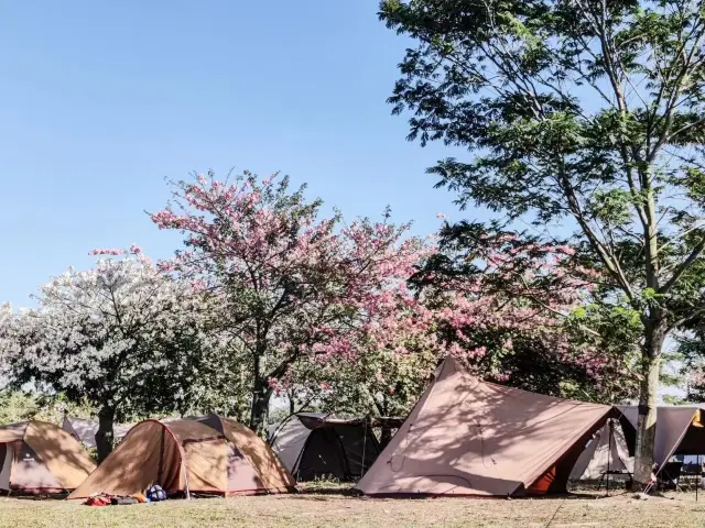 Foshan Xiaonongjie Camping Site | Live Among the Flowers.