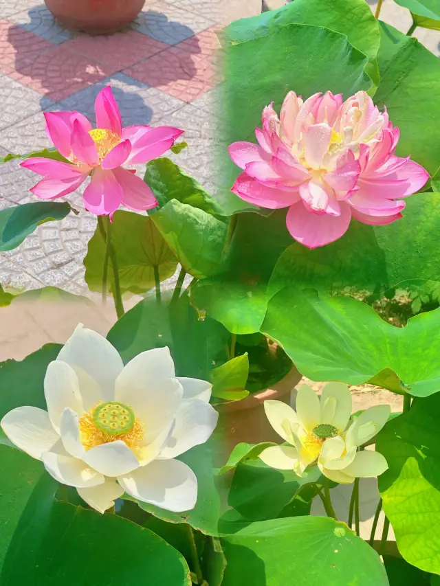 蓮花池公園的荷花開了