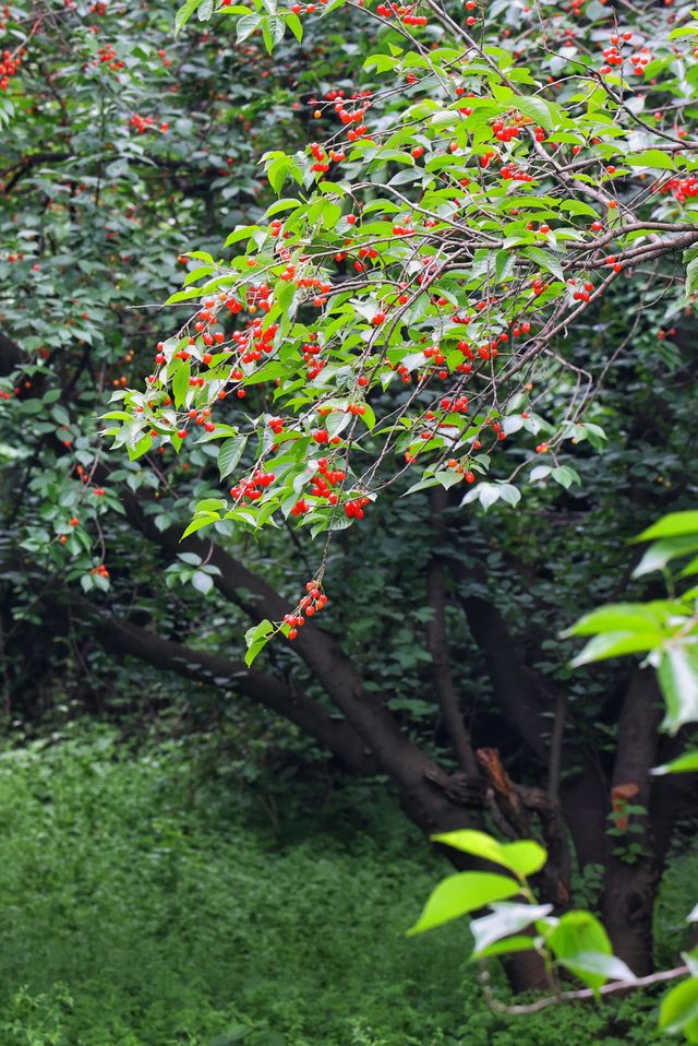 我的人生FIRST|免费采摘千年樱桃沟