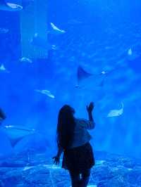 Shanghai Ocean Aquarium: Underwater Wonders