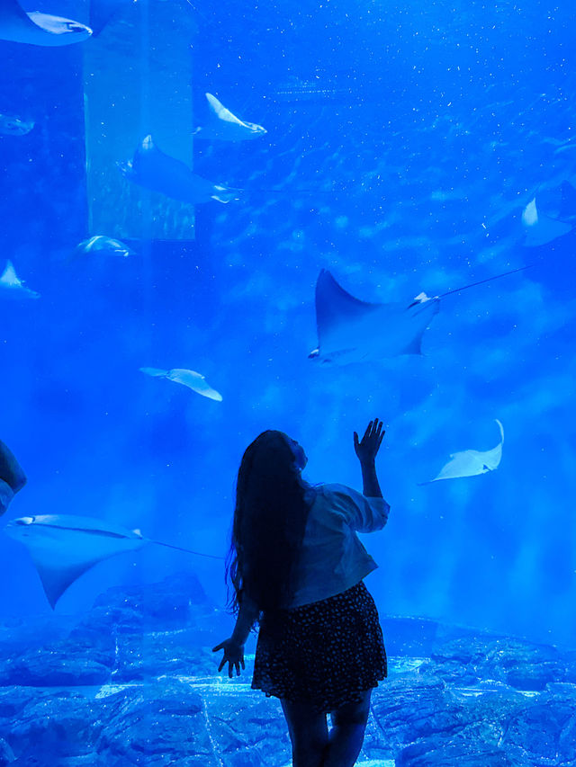 Shanghai Ocean Aquarium: Underwater Wonders