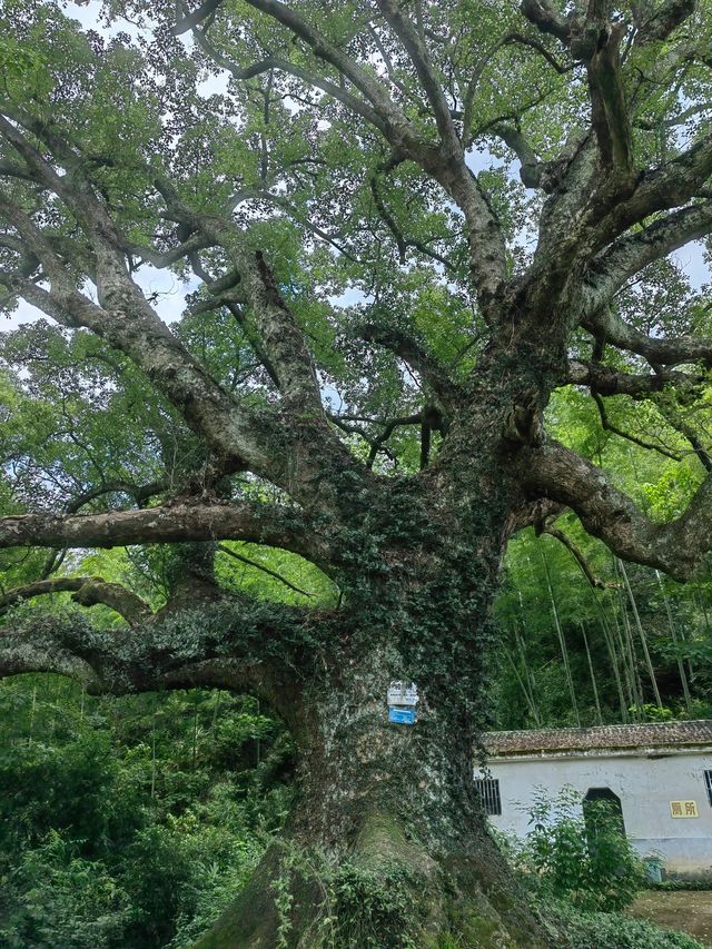 千年時姓古村宗祠，八百歲樟樹兄弟