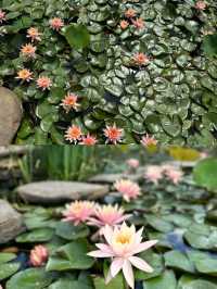 【打卡三門網紅拍照地]浙江台州-棲心谷
