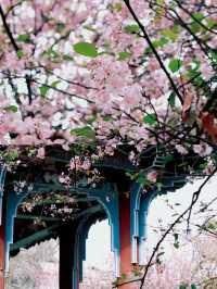 星辰之下的秘密花園……