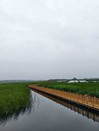 白洋淀十里長廊（河北省保定市，5A級景區）。