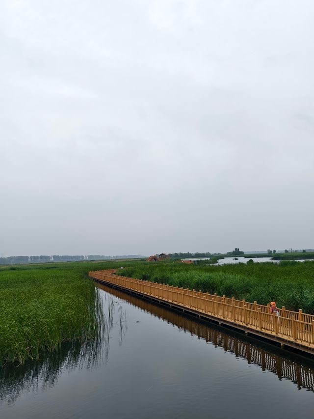 白洋淀十里長廊（河北省保定市，5A級景區）。