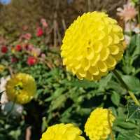 Flower blossoms at Shenyang Garden Expo 