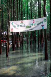 成都都有咁靚嘅森林營地。