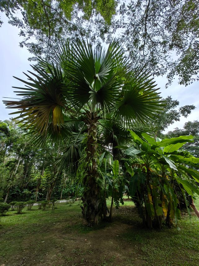 西雙版納熱帶植物園。