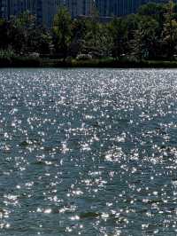 寧波日湖公園丨迷霧森林。