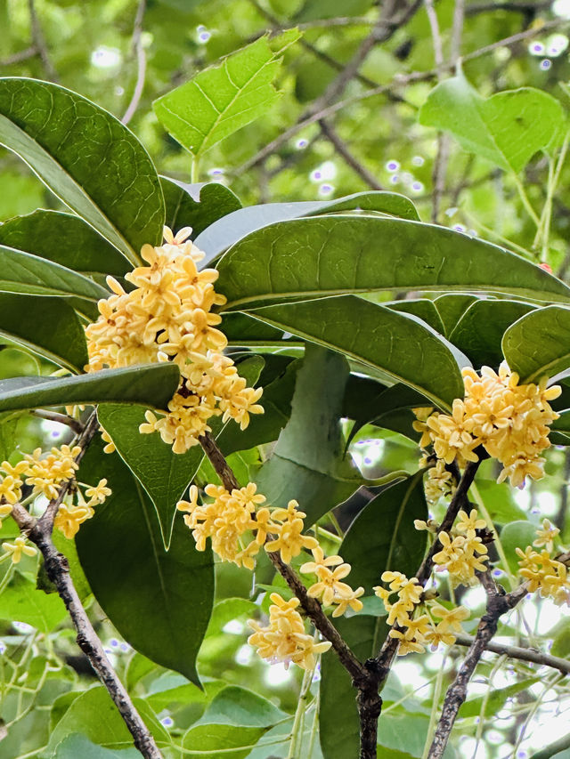 紹興：古城內外，桂花香飄。