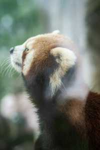 不知道哪裡遛娃？南通森林野生動物園餵水豚！
