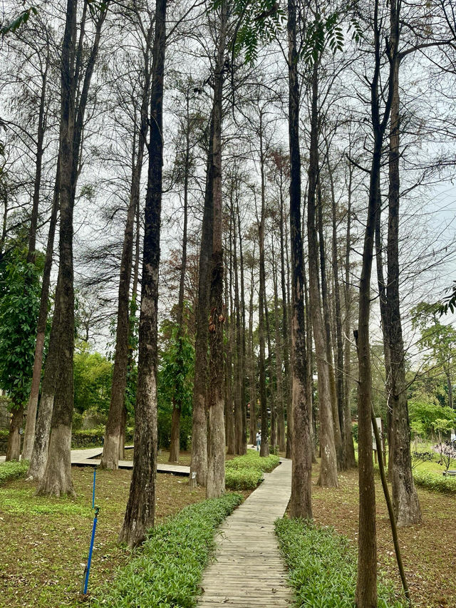 廣州天河區樹木公園|地鐵直達的草地溪流森林地。