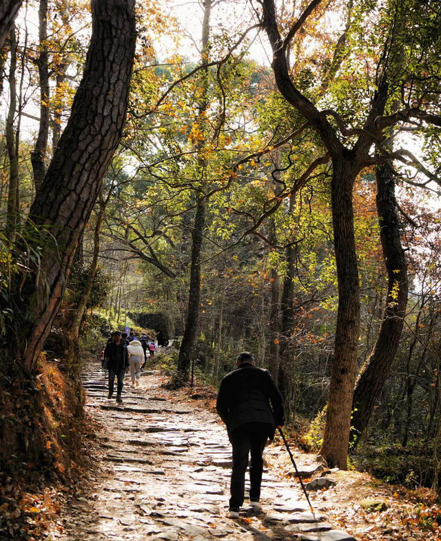 【賞秋進行時】南黃古道，登高賞秋。