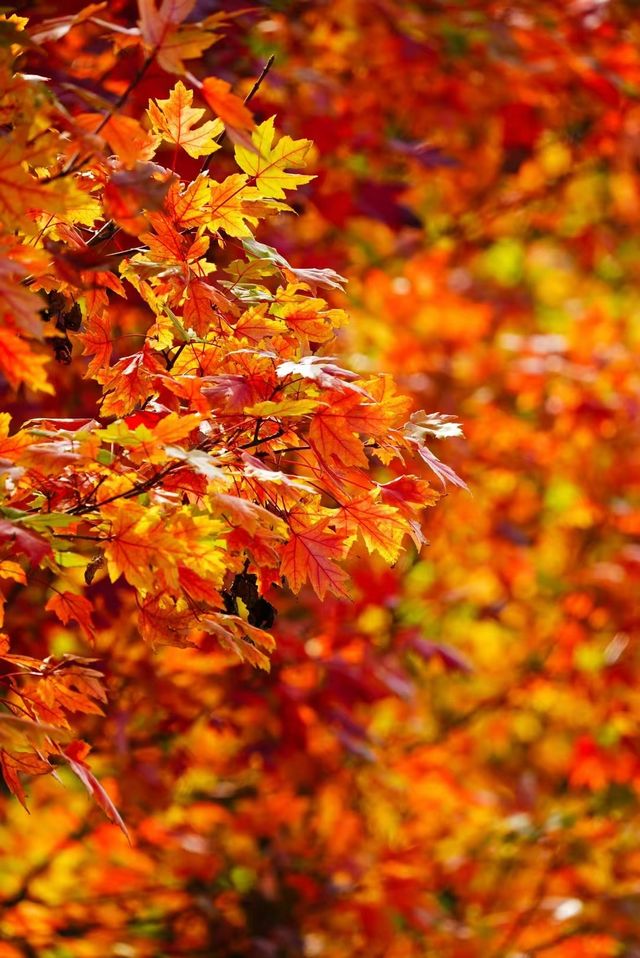 韶關嶺南紅葉世界。