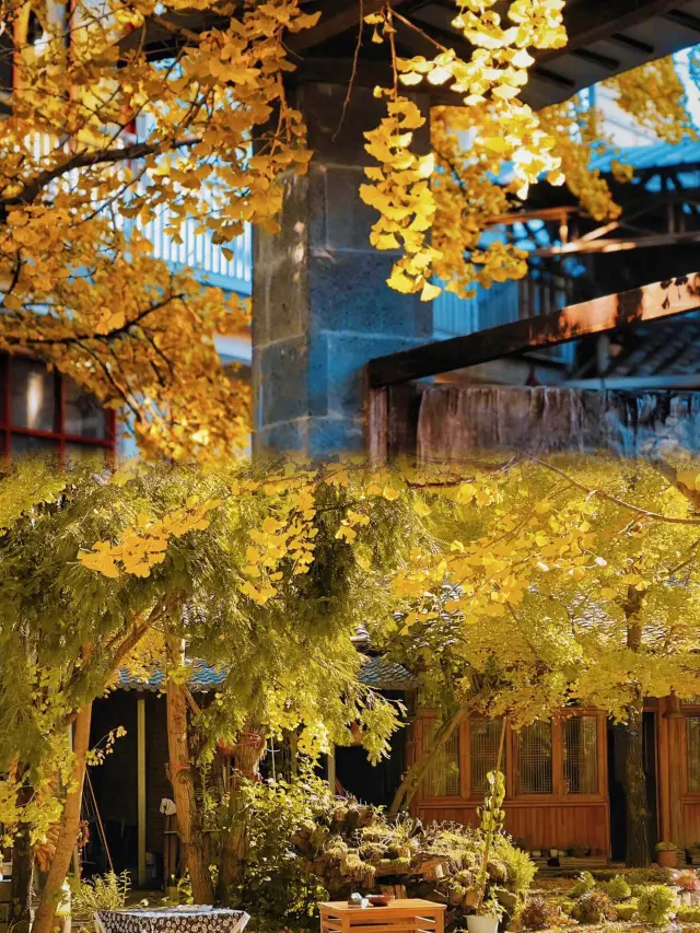 The ginkgo viewing spot I look forward to the most this year is in Yunnan!