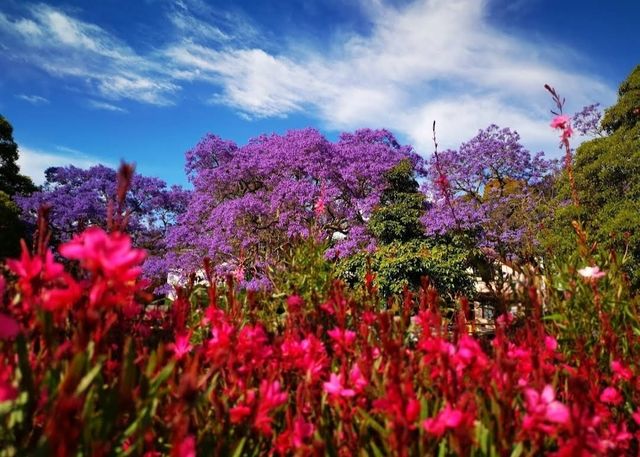 Experience the Purple Romance of Jacaranda Season in Sydney