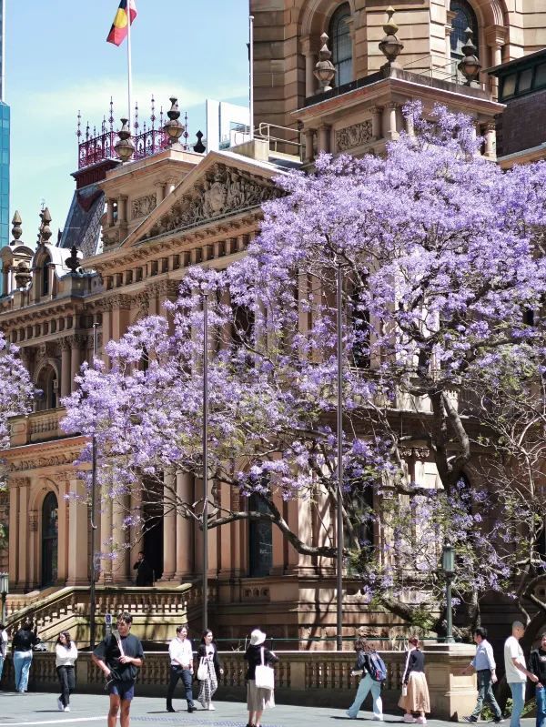 Sydney Jacaranda: Three Must-Visit Spots in Half a Day