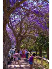 A Street of Endless Jacarandas: Sydney's Most Beautiful Street