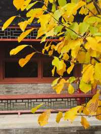 周末到保定｜蓮花書院。