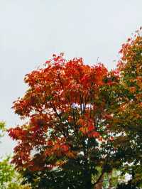 西安‖紡織城這個拐角公園秋色如畫。