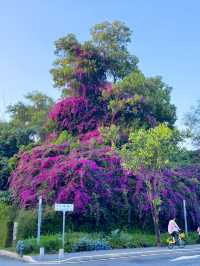深圳公園|西麗生態公園。