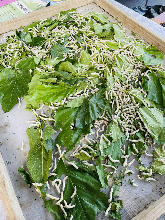 花都·寶桑園 | 遛娃一定要去寶桑園。