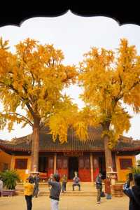 12.4實拍丨定慧寺百年古銀杏黃了。