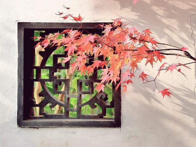 錯過這一年，上海古樹公園001號古銀杏黃。
