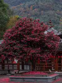 來武義，這個季節的延福寺一定不容錯過||延福寺：不單單是一座