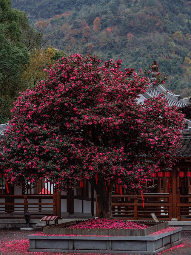 來武義，這個季節的延福寺一定不容錯過||延福寺：不單單是一座
