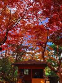 京都紅葉季最不能錯過的地方—常寂光寺