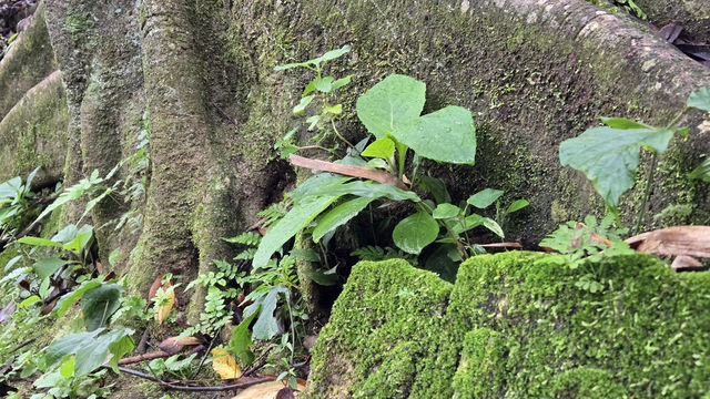 五指山·五指山水滿河熱帶雨林風景區