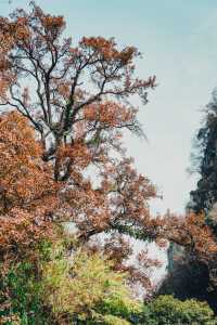 桂林七星公園限量版美景上線，錯過等一年！！