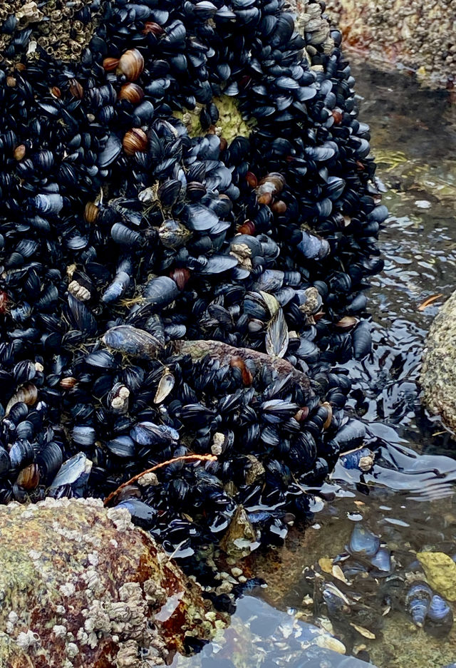 海天一線的森林秘境：西溫燈塔公園步行指南