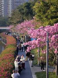冬日限定｜河邊的紫色花海誰能抗拒
