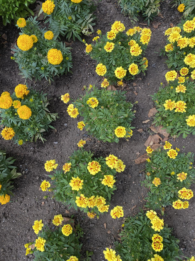 Discover Auckland's Domain Wintergardens: A Free Floral Escape